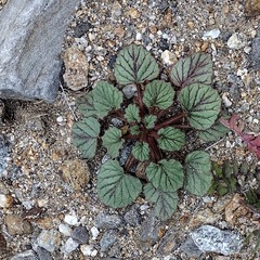 Phacelia campanularia campanularia