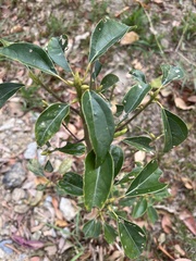 Cinnamomum