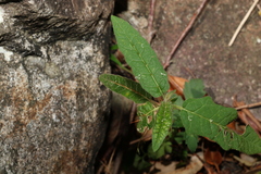 Solanum stelligerum