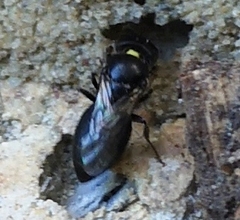 Hylaeus nubilosus