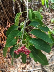 Clerodendrum tomentosum