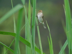 Sporophila telasco