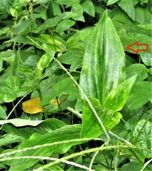 Aneilema aequinoctiale