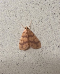 Miltochrista quadrilineata