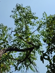 Glochidion sphaerogynum