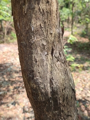 Glochidion sphaerogynum