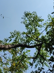 Glochidion sphaerogynum