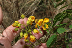 Senna sophera
