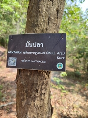 Glochidion sphaerogynum