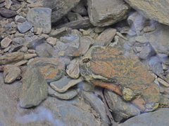 Platynectes dissimilis