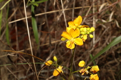 Senna sophera