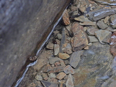 Platynectes dissimilis