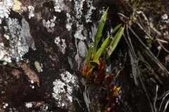 Dendrobium monophyllum