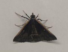 Adrapsa ablualis