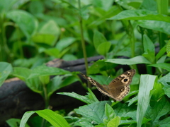 Junonia