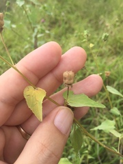 Abutilon trisulcatum