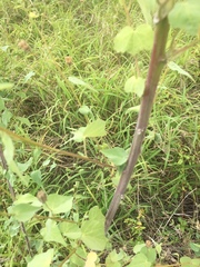 Abutilon trisulcatum