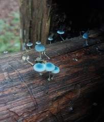 Mycena cyanocephala