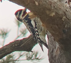 Sphyrapicus varius