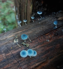 Mycena cyanocephala