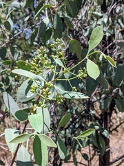Santalum lanceolatum