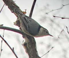 Sitta carolinensis