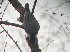 Sitta carolinensis