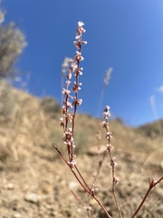 Eriogonum vimineum