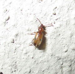 Anthicidae