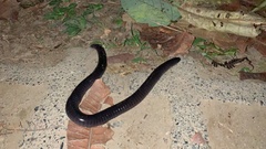 Gymnopis multiplicata