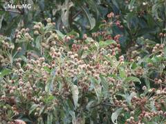 Lippia myriocephala