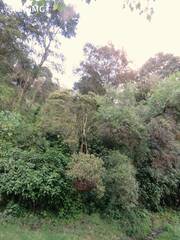 Lippia myriocephala