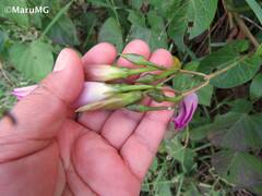 Ipomoea orizabensis austromexicana