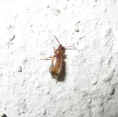 Anthicidae
