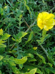 Oenothera laciniata
