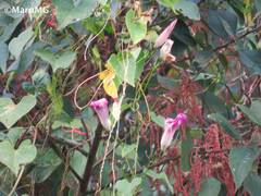 Ipomoea orizabensis austromexicana