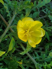 Oenothera laciniata