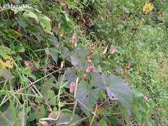 Ipomoea orizabensis austromexicana