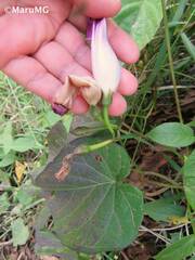 Ipomoea orizabensis austromexicana