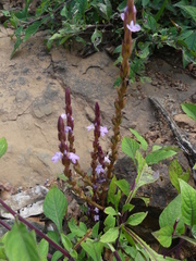 Striga gesnerioides