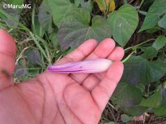Ipomoea orizabensis austromexicana