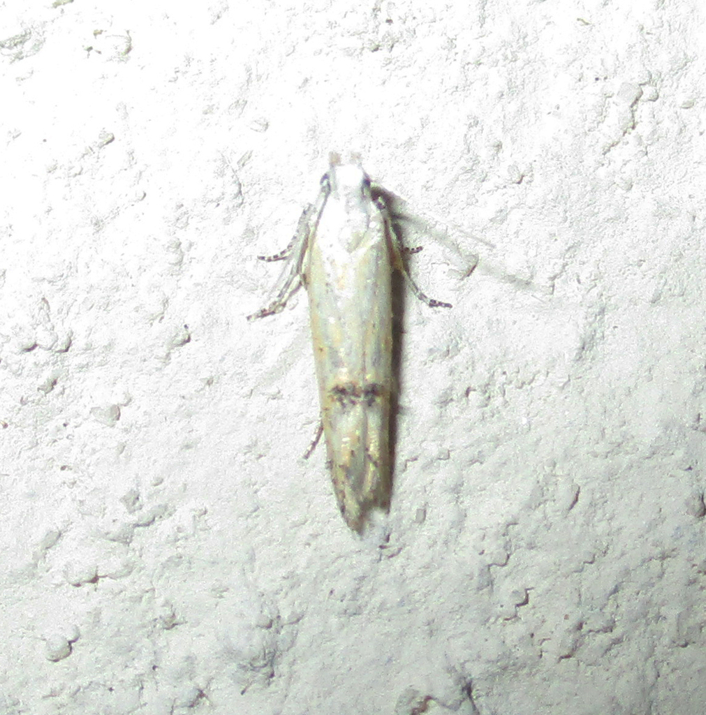Athrips dorsimaculata