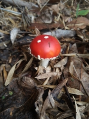 Amanita muscaria
