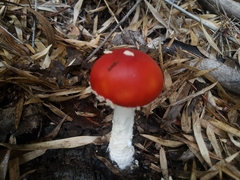 Amanita muscaria