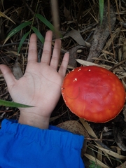 Amanita muscaria
