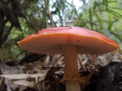 Amanita muscaria