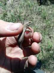 Lacerta agilis exigua