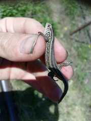Lacerta agilis exigua