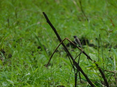 Sporophila telasco