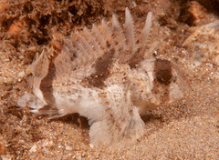 Centropogon australis